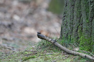 stick in front of a tree with a little bug on it
