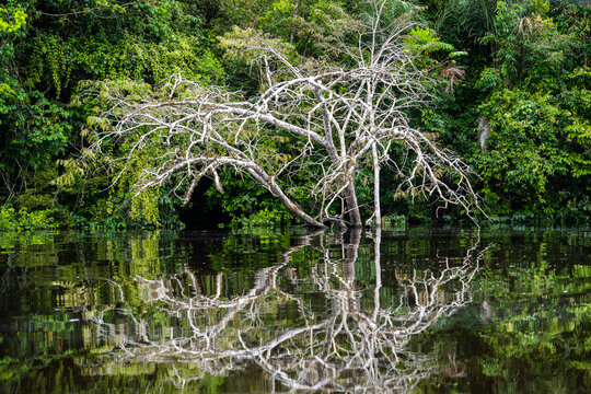CRECIENTE DE LOS R&Iacute;OS EN LA SELVA, AGUA ALCANZANDO HASTA LAS VIVIENDAS DE LOS POBLADORES AMAONICOS.