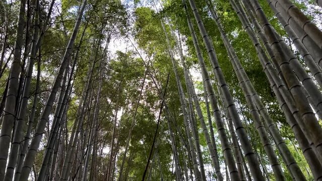 Walking through a bamboo grove in Kyoto, a beautiful green natural landscape