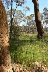Countryside landscape, Rural Victoria Australia 