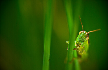 Macro photo of grasshoppers on grass stalks in their habitat.