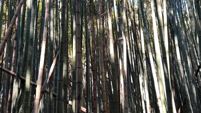 Walking through a bamboo grove in Kyoto, a beautiful green natural landscape