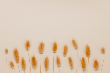 Floral dry grass pattern, bunny tail or lagurus grass background, brown tone, aesthetic style....