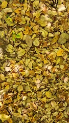 Garden Texture material