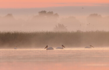 Majestic Avian Ballet: A Mesmerizing Flock of Pelicans and Egrets Gliding Across the Lake