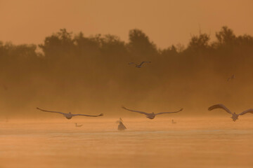 Majesty in Flight: A Serene Ballet of Pelicans and Egrets Soaring Over the Danube Delta
