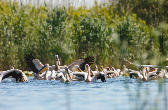 Majestic Pelican Parade: A Gathering of Graceful Birds on Water