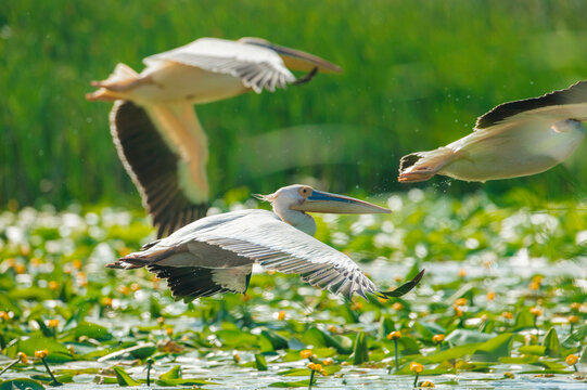 Graceful Aviators: Pelicans and Egrets Soar Above Danube Delta Waters