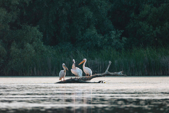 Majestic Pelicans Perched on Waterlogged Log