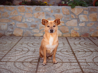 A cute and relaxed mixed-breed dog sitting and spending some time outside in the sun in the home...