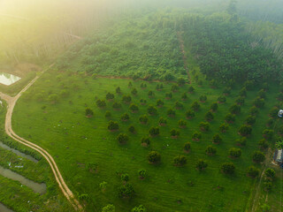 Tropical rainforest palm oil plantation tree morning sunrise food industry - 740014106