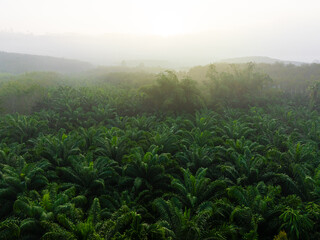 Tropical rainforest palm oil plantation tree morning sunrise food industry - 740014550