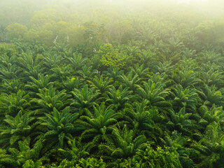 Tropical rainforest palm oil plantation tree morning sunrise food industry - 740014969