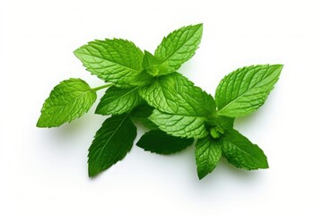 Mint leaves. Fresh mint on white background. Mint leaf isolated. 

