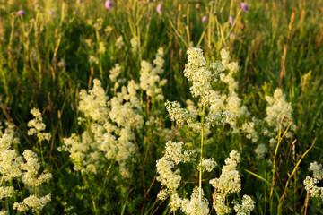 Bunch of White bedstraw flowering on a dry meadow in rural Estonia, Northern Europe