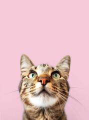 Funny cat looks up on a pink background.