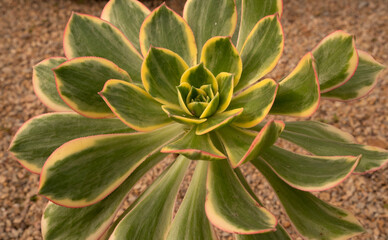 Succulents. Top view of Aeonium sunburst, also known as Copper pinwheel, big rosette of green, yellow and red leaves.	
