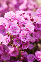 Purple sakura flowers in nature: close-up macro shot