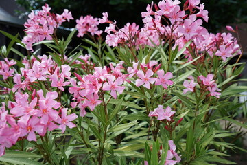 pink and rose flowers