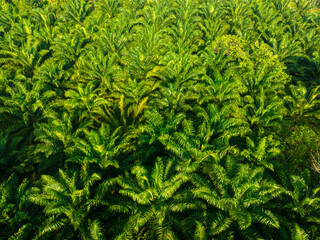 Tropical rainforest palm oil plantation tree morning sunrise food industry - 740020198