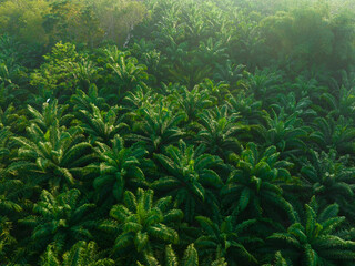 Tropical rainforest palm oil plantation tree morning sunrise food industry