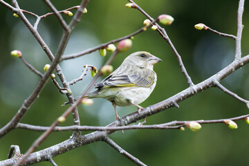 Female Greenfinch perched in the middle of unopened leaf buds in a springtime garden in rural Estonia, Northern Europe