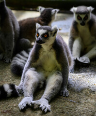 Obraz premium Lémurien assis