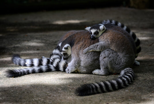 Famille de l&eacute;muriens