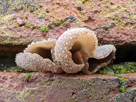 A Peziza cup fungus growing in a wall