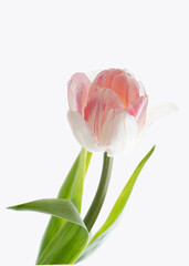 Bouquet of pink tulips on a lightbackground. Mother's day, birthday celebration concept. Postcard. 