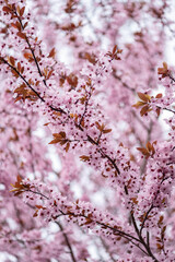 Blooming cherry tree in the spring garden.  Spring background