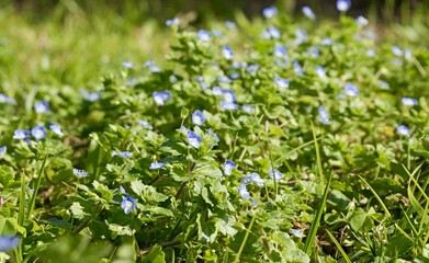 Flowers of birdeye speedwell, common field-speedwell, Persian speedwell, large field speedwell, bird's-eye, or winter speedwell (Veronica persica)