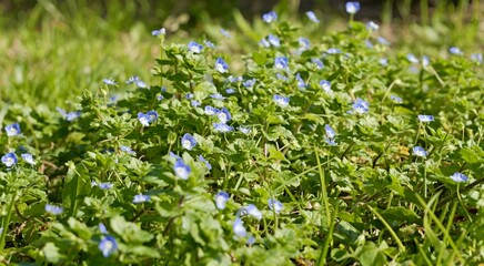 Flowers of birdeye speedwell, common field-speedwell, Persian speedwell, large field speedwell, bird's-eye, or winter speedwell (Veronica persica)