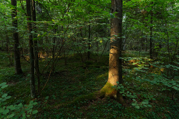 Last sunlight on a tall Spruce tree trunk in the middle of Common hazel bushes in a mixed forest in...