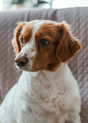 Beautiful Spaniel portrait