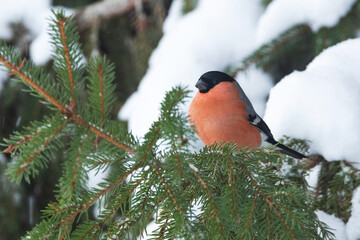 A beautiful male Eurasian bullfinch perched on a Norway spruce branch in a boreal forest in Estonia