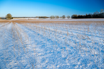 Paysage d'hiver. Repousse dans un champ de lin enneigé