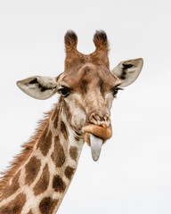 Obraz premium Giraffe Humor