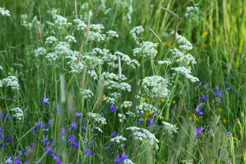 Cow parsley flowering in the middle of other plants on a wild meadow on a summer evening in rural...