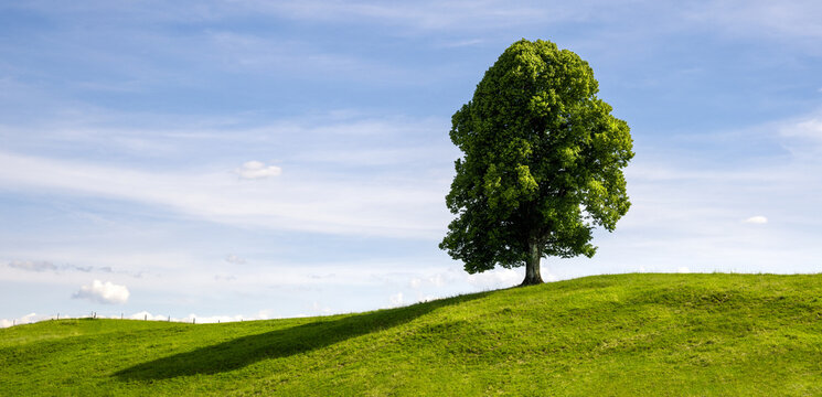 A Single Deciduous Tree on a Grassy Hill in Summer
