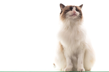 Beautiful young healthy Ragdoll cat on a white background.