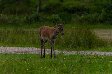 Naklejka na ściany i meble In the breathtaking Scottish Highlands, a majestic female deer gracefully roams the wild, her elegant form blending seamlessly with the serene landscape of meadows and forests.