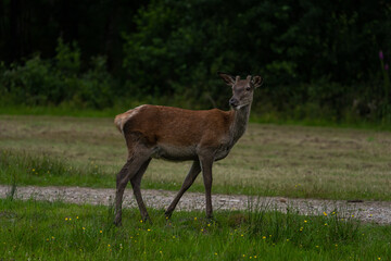 In the breathtaking Scottish Highlands, a majestic female deer gracefully roams the wild, her elegant form blending seamlessly with the serene landscape of meadows and forests.