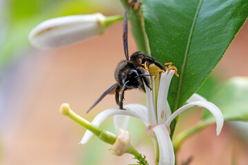 Frontal view of a carpenter bee on a white lemon flower