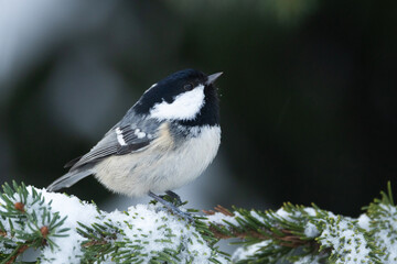 Obraz na płótnie Canvas Closeup of a tiny Coal tit perched on a snowy branch and looking around in a Spruce forest in Estonia, Northern Europe
