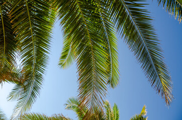 Fototapeta na wymiar Palm tree leaves against the backdrop of a blue sky