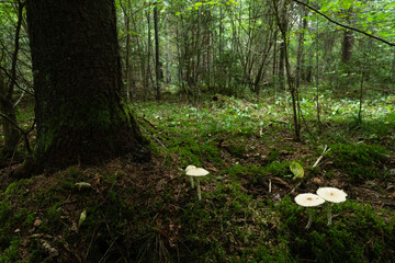 Group of large white dapperling mushrooms, Leucoagaricus nympharum growing in a late summer forest in Estonia, Northern Europe