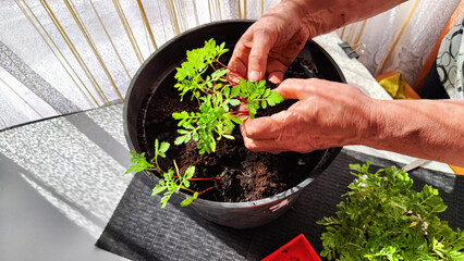 Planting marigold flowers in pot. Reproduction of plants in spring. Young flower shoots and greenery for garden. The hands of an elderly woman, a bucket of earth and green bushes and twigs with leaves