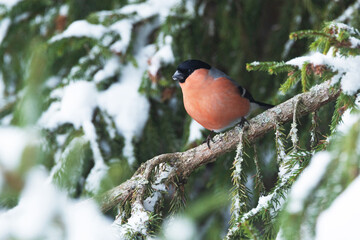 A colorful male Eurasian bullfinch perched in the middle of snowy Spruce branches in Estonian...