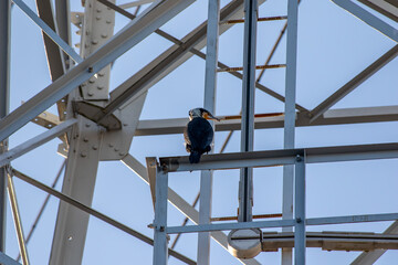 夕方の鉄塔でたたずむ若いカワウ